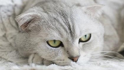 51爆料深度揭秘：爆料风波背后，当事人在粉丝见面会的角色异常令人意外